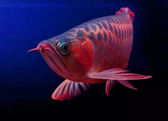 紅龍魚怎么喂養最好（紅龍魚喂養需要注意的幾個方面）
