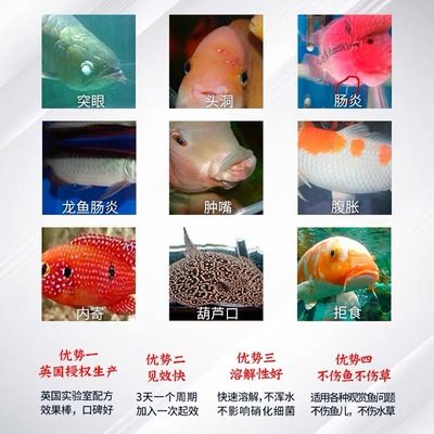 龍魚怎么預防內寄蟲病發病呢：如何預防龍魚內寄蟲病發病？