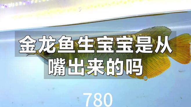 金龍魚繁殖方法視頻教程 金龍魚繁殖方法視頻教程 龍魚百科