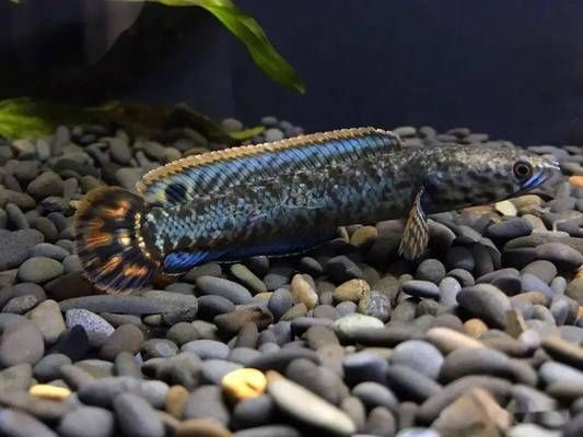 好看的雷龍魚（雷龍魚品種推薦：巴卡雷龍是最貴的品種之一，巴卡雷龍最貴）