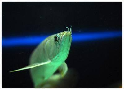 龍魚張大嘴 像打哈欠一樣：為什么龍魚張大嘴像打哈欠一樣？