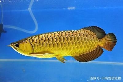 養龍魚的方法大全：養龍魚的方法大全，