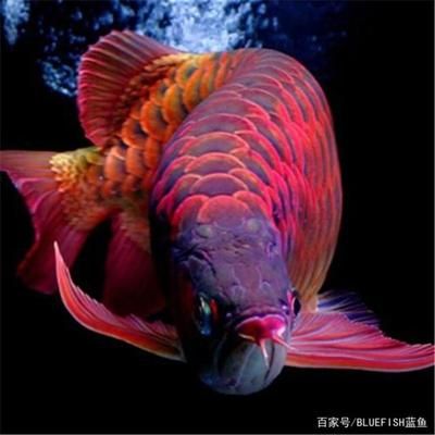 養龍魚的方法大全：養龍魚的方法大全，