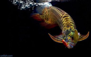 金龍魚算風水魚嗎：金龍魚是否被視為風水魚其中一條搜索結果顯示結果顯示