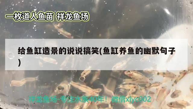發表魚缸里的魚幽默說說句子（魚缸魚的日常趣事如何逗魚開心）