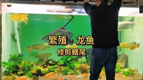 龍魚繁殖基地在哪里 龍魚繁殖基地在哪里 龍魚百科 第4張