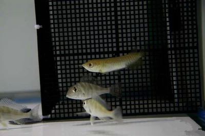 龍魚多大成年可以繁殖下一代：龍魚的成年標準和繁殖能力