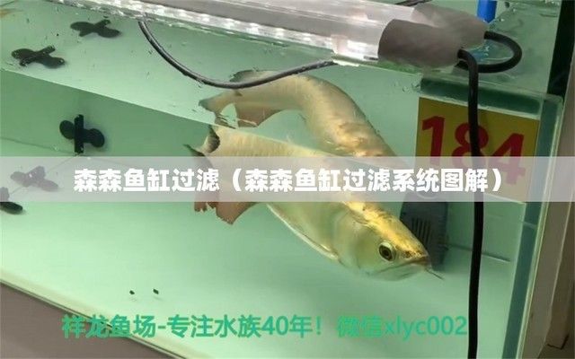 森森魚缸下過濾怎么使用，森森養魚經驗分享