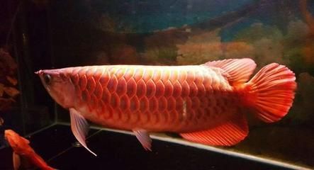 養兩條龍魚需要注意的五個方面：養兩條龍魚四字結論：養兩條龍魚需要注意以下五個方面的內容