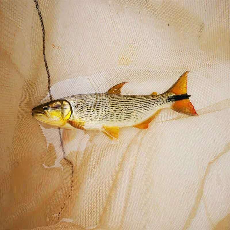 龍魚的配魚有哪些種類：龍魚混養(yǎng)有哪些優(yōu)點和注意事項？