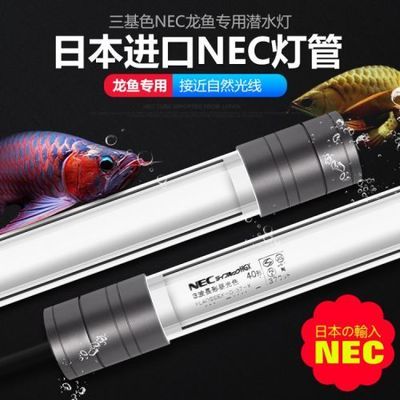 龍魚缸用什么燈好看又實惠：如何選擇適合龍魚的燈光顏色？
