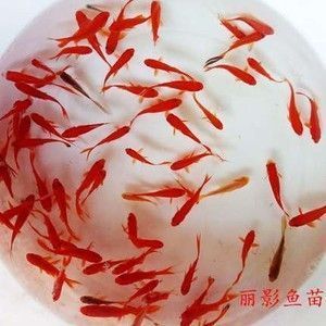 紅龍魚苗食物選擇指南：紅龍魚幼魚最佳飼料搭配,成年紅龍魚天然餌料獲取途徑 紅龍魚苗食物選擇指南：紅龍魚幼魚最佳飼料搭配,成年紅龍魚天然餌料獲取途徑 龍魚百科 第1張