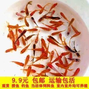 紅龍魚苗食物選擇指南：紅龍魚幼魚最佳飼料搭配,成年紅龍魚天然餌料獲取途徑 紅龍魚苗食物選擇指南：紅龍魚幼魚最佳飼料搭配,成年紅龍魚天然餌料獲取途徑 龍魚百科 第3張
