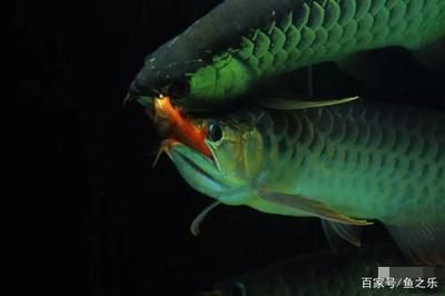 龍魚捕獵（龍魚捕獵技巧的科學解析）