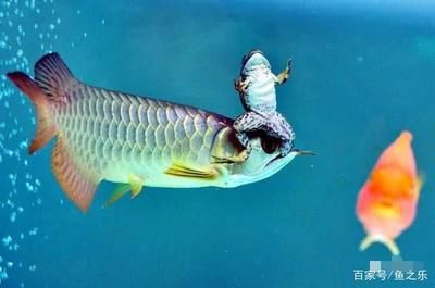龍魚捕獵（龍魚捕獵技巧的科學解析）