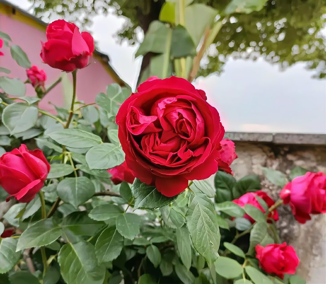 如何判斷紅龍盆栽是否需要施肥？