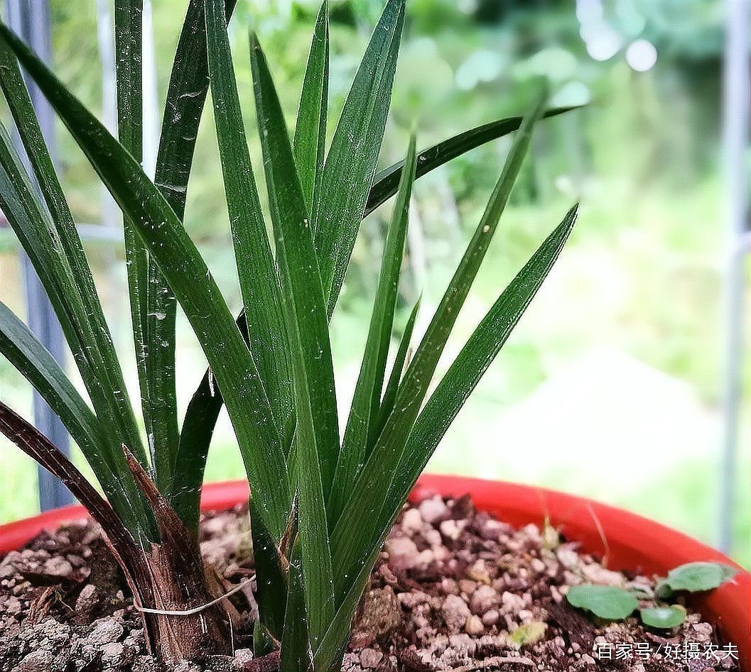 如何判斷紅龍盆栽是否需要施肥？