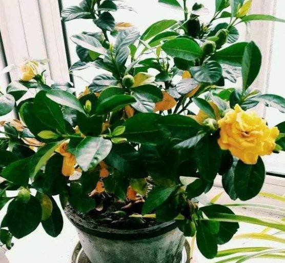 如何判斷紅龍盆栽是否需要施肥？