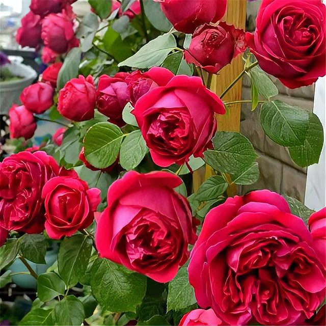 如何判斷紅龍盆栽是否需要施肥？