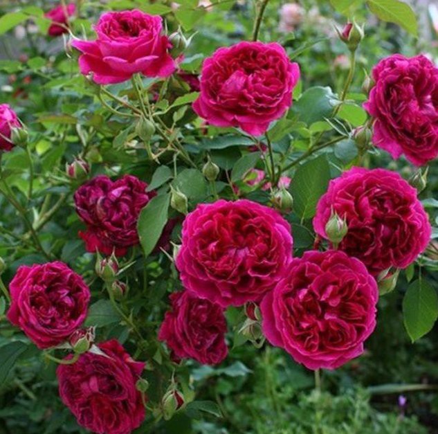 如何判斷紅龍盆栽是否需要施肥？