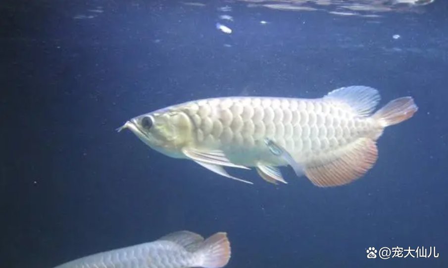 龍魚掉尾手術風險大嗎？