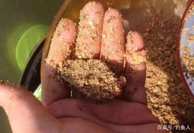 白子銀版魚苗飼料自制方法，白子銀版魚苗飼料品牌推薦，觀賞魚飼料營養成分解析