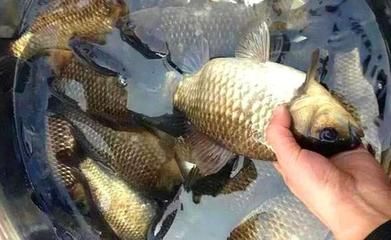 白子銀版魚苗飼料自制方法，白子銀版魚苗飼料品牌推薦，觀賞魚飼料營養成分解析