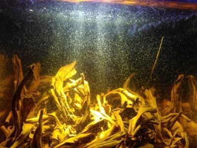 白子銀版魚苗飼料自制方法，白子銀版魚苗飼料品牌推薦，觀賞魚飼料營養成分解析