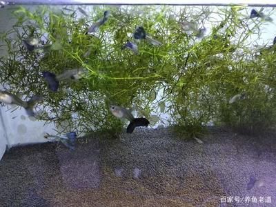 白子銀版魚苗飼料自制方法，白子銀版魚苗飼料品牌推薦，觀賞魚飼料營養成分解析