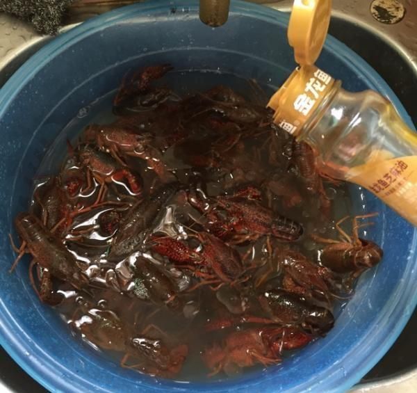 金龍魚吃活小龍蝦：30cm以上的金龍魚，每天2至3條體形稍大的小魚