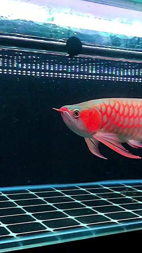 紅龍魚屬于什么品種的魚圖片 紅龍魚屬于什么品種的魚圖片 龍魚百科 第42張