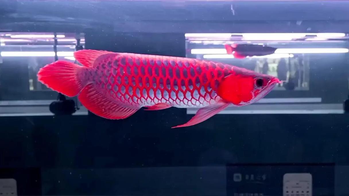 紅龍魚屬于什么品種的魚圖片 紅龍魚屬于什么品種的魚圖片 龍魚百科 第35張