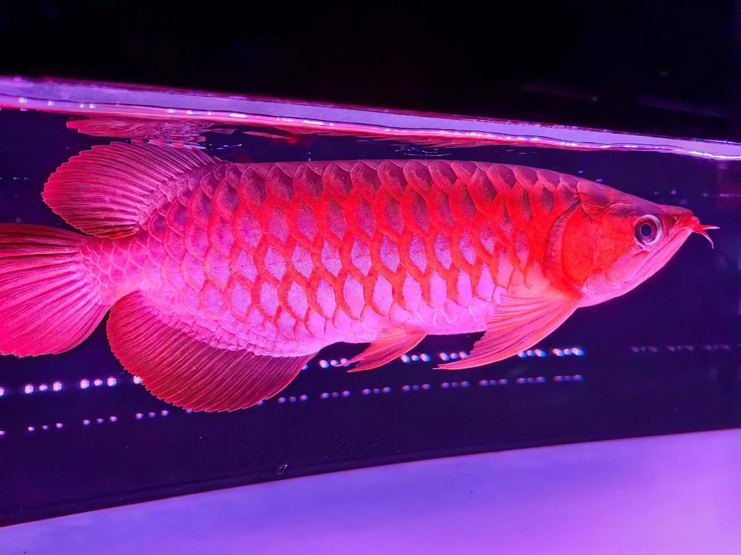 紅龍魚屬于什么品種的魚圖片 紅龍魚屬于什么品種的魚圖片 龍魚百科 第24張