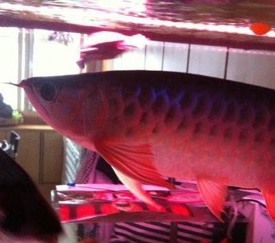 哈爾濱紅龍魚生產廠家在哪里(哈爾濱市洪蕾水族館) 龍魚百科 第5張 哈爾濱紅龍魚生產廠家在哪里(哈爾濱市洪蕾水族館) 哈爾濱紅龍魚生產廠家在哪里(哈爾濱市洪蕾水族館) 龍魚百科 第5張