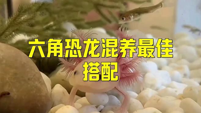 推薦幾款適合六角龍魚(yú)混養(yǎng)的魚(yú)缸