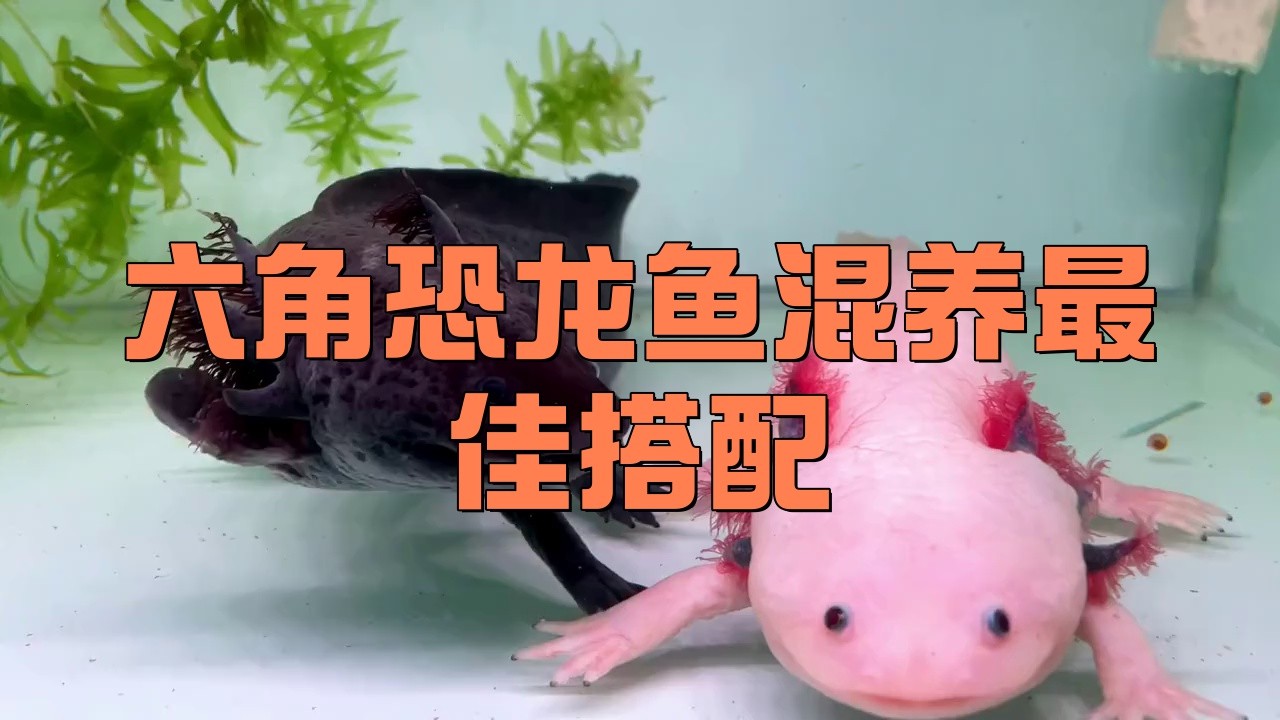 推薦幾款適合六角龍魚(yú)混養(yǎng)的魚(yú)缸
