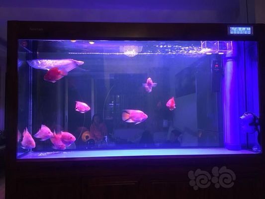 紅龍魚品種排行榜前十名有哪些