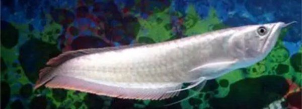 金龍和銀龍魚苗能看出來嗎【如何辨別金龍和銀龍魚苗】