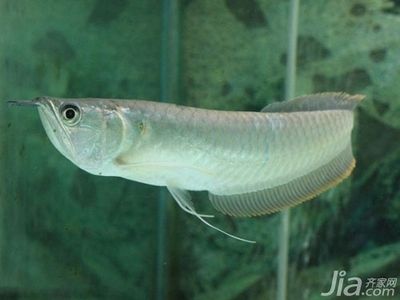 金龍和銀龍魚苗能看出來嗎【如何辨別金龍和銀龍魚苗】