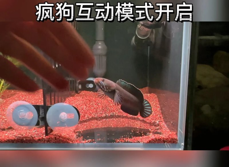 訓練雷龍魚吞餌需要多長時間？
