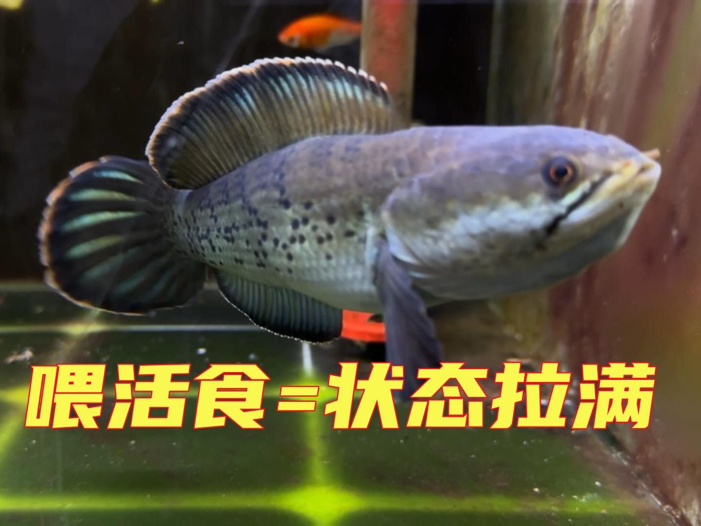 訓練雷龍魚吞餌需要多長時間？