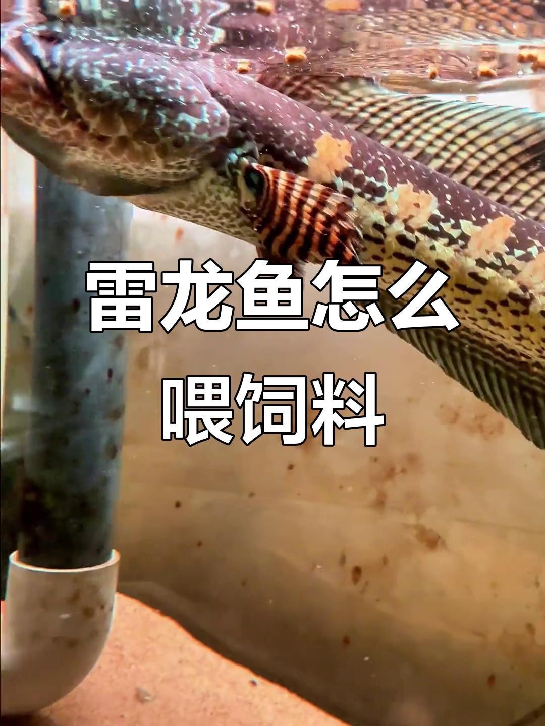 訓練雷龍魚吞餌需要多長時間？