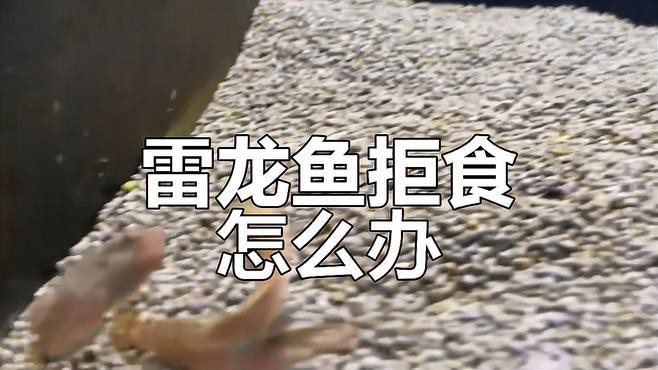 訓練雷龍魚吞餌需要多長時間？
