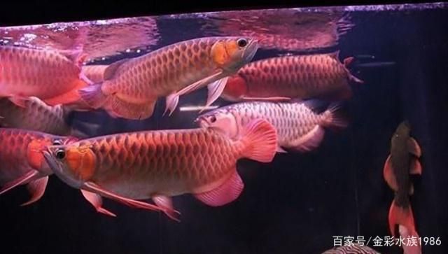 龍魚混養幾條（龍魚混養幾條，取決于您的魚缸大小以及您打算養殖的龍魚種類） 龍魚混養幾條（龍魚混養幾條，取決于您的魚缸大小以及您打算養殖的龍魚種類） 龍魚百科 第4張
