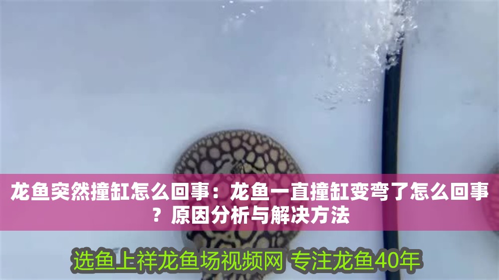 龍魚突然撞缸怎么回事：龍魚一直撞缸變彎了怎么回事？原因分析與解決方法