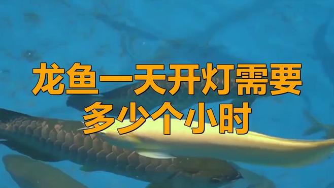 紅龍魚(yú)開(kāi)燈的最佳時(shí)間