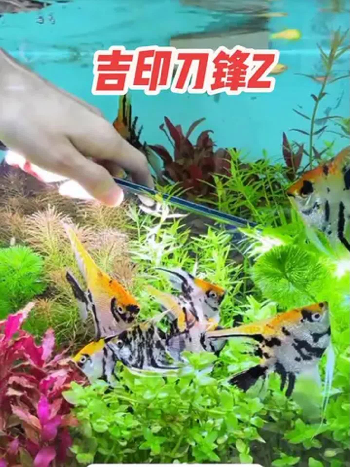 吉印刀鋒Z系列詳細參數