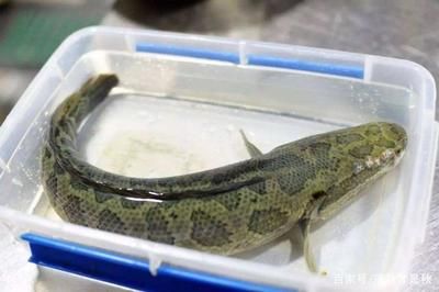 龍魚和烏魚哪個刺少些：烏魚和黑魚的刺多少對比