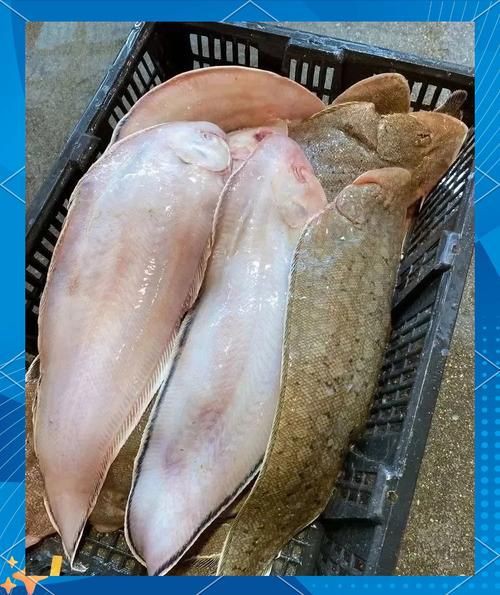 龍利魚長啥樣圖片