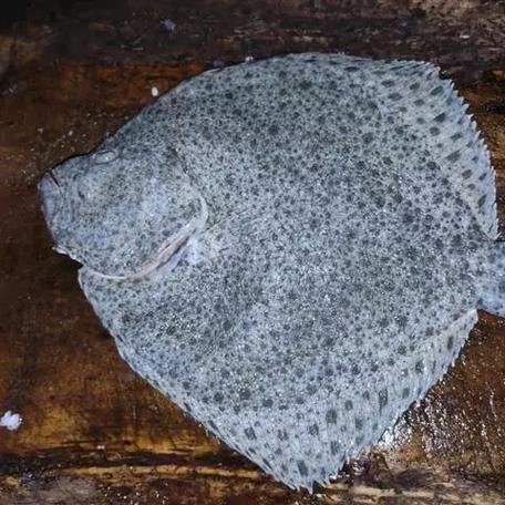 龍利魚長啥樣圖片